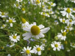 allalaaditud fail (3)